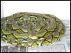 male retic