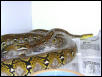 dwarf retics het lavender albino