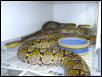 dwarf retics het lavender albino