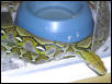 male retic