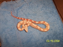 albino