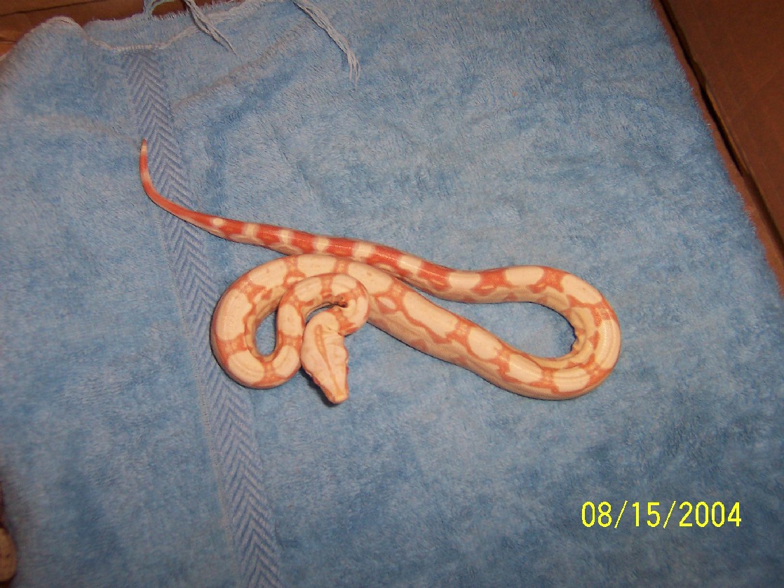 albino