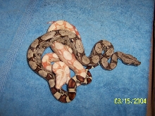 albino and het