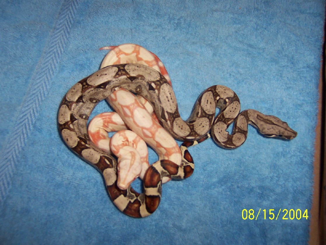 albino and het