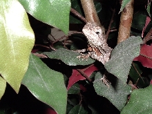 frilled hangin out