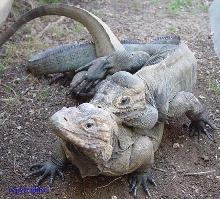 Mating