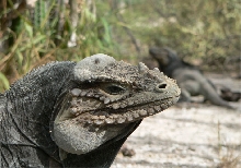 Head Shot