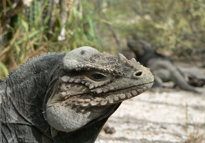 Head Shot