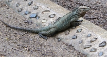 My Favorite Reptile