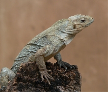 Juvenile Rhino Iguana
