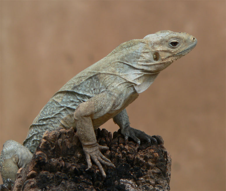 Juvenile Rhino Iguana