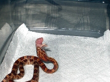 Feeding Pic #1