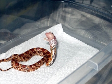 Feeding pic #2