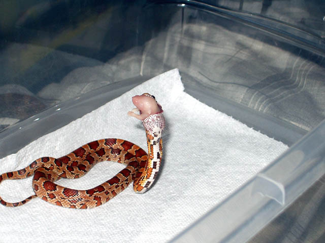 Feeding pic #2