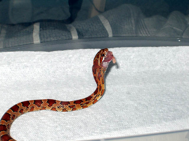 Feeding pic #3