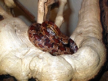 New log