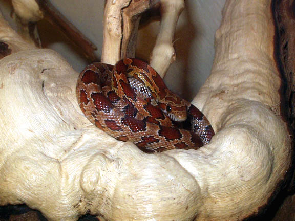 New log