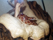 Profile 1
