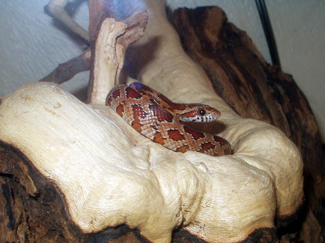 Profile 1