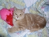 Honeybunny Boo
