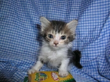 Milagro the Miracle