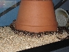 0.1 Dumerils Boa