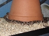 0.1 Dumerils Boa