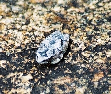 cool frog