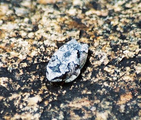 cool frog