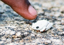 cool frog 2