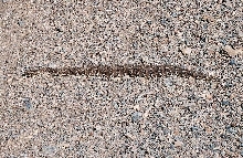Puff Adder in Tanzania