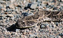 Close-up of Puff Adder