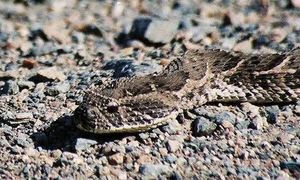 Close-up of Puff Adder