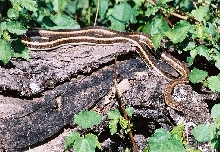 unkown snake