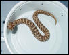 Western Hognose #1