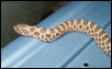 Western Hognose #2