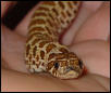 Western Hognose #3