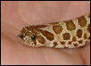 Western Hognose #4