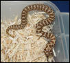 Western Hognose #5