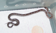 Female Pewter