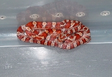 Female Bloodred Het for Pewter