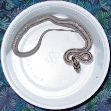 Striped Anery #2
