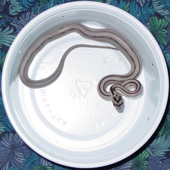 Striped Anery #2