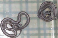striped anerythristics