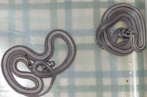 striped anerythristics