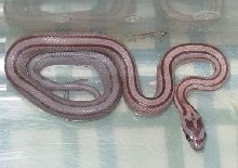 striped normal