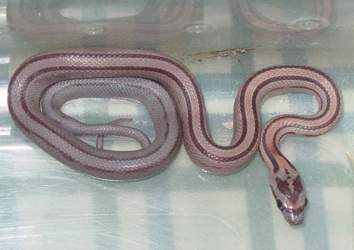 striped normal
