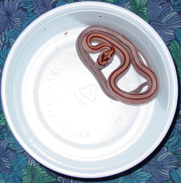 Striped Normal #1