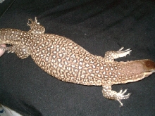 timor monitor