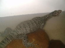 female mangrove monitor